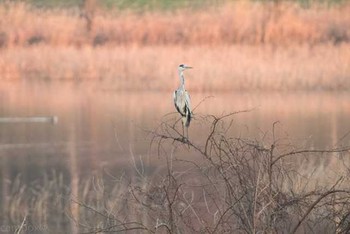 Grey Heron 芝川第一調節池(芝川貯水池) Fri, 12/9/2016