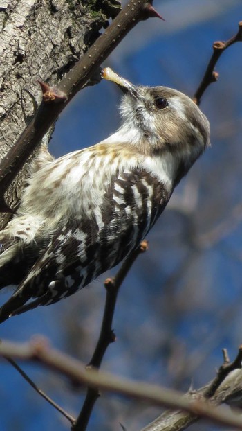 Japanese Pygmy Woodpecker 多摩川 Sun, 2/12/2017