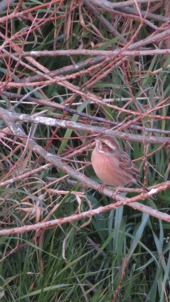 Meadow Bunting 多摩川 Sun, 2/19/2017