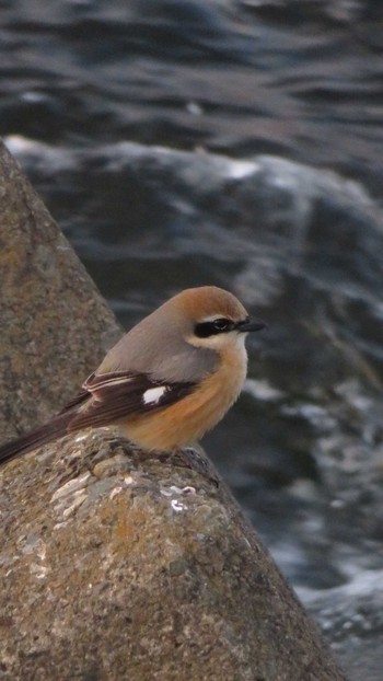 Bull-headed Shrike 多摩川 Sun, 2/19/2017