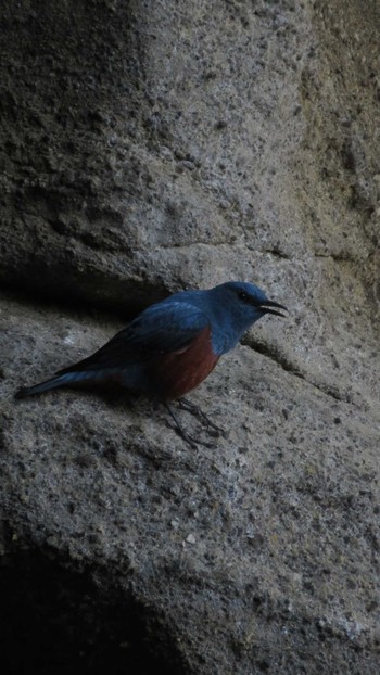 Blue Rock Thrush 城ヶ島公園 Tue, 4/4/2017