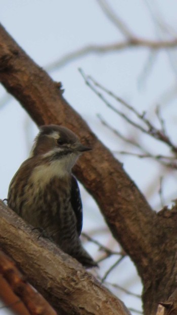 Japanese Pygmy Woodpecker 多摩川 Tue, 1/15/2019