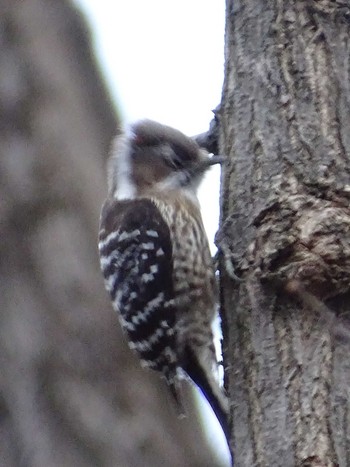 Japanese Pygmy Woodpecker 多摩川 Tue, 2/12/2019