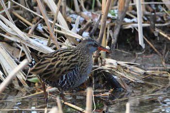 Brown-cheeked Rail 京都府 Sat, 1/30/2021