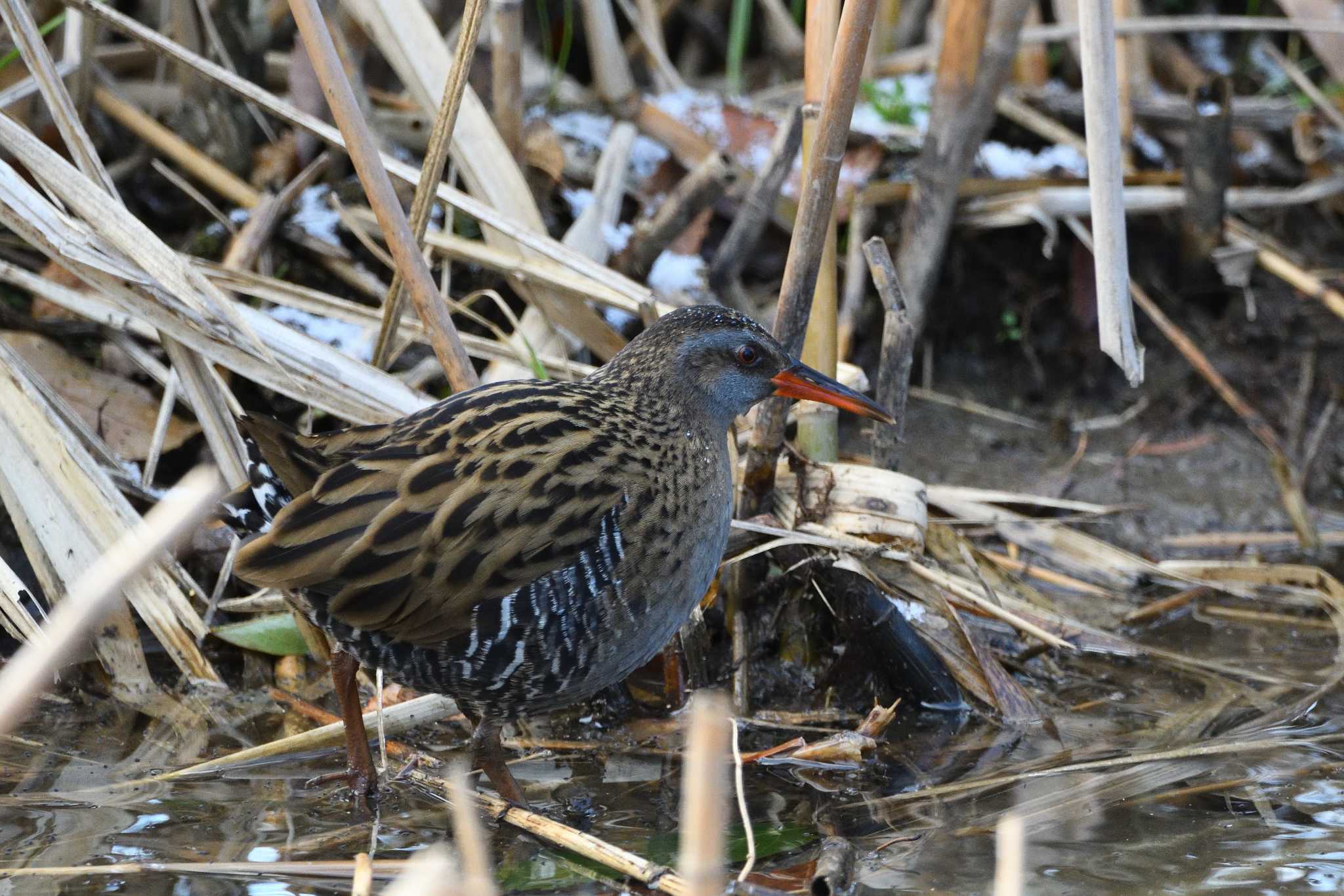 Brown-cheeked Rail