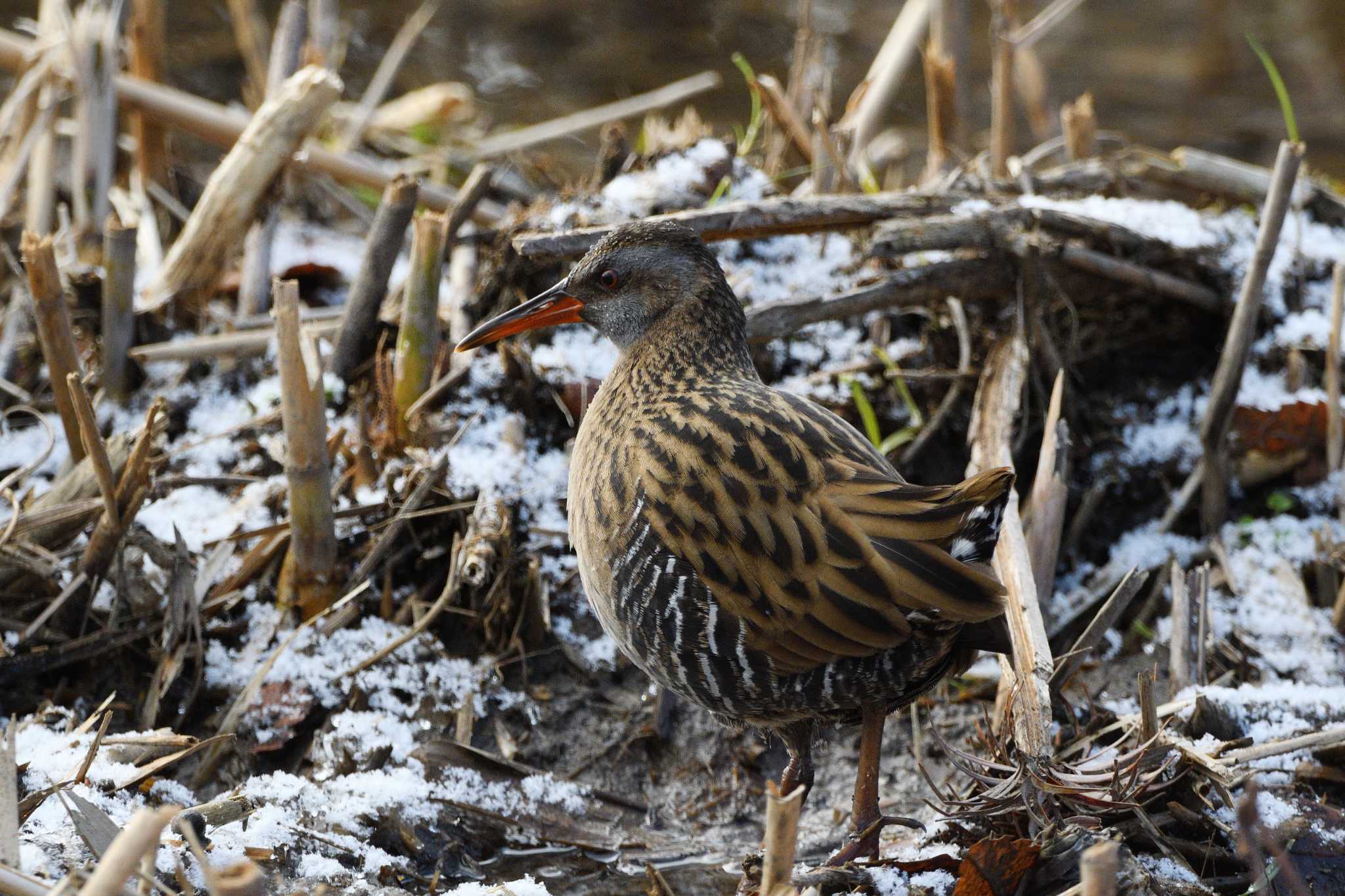 Brown-cheeked Rail