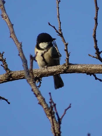 シジュウカラ 多摩川 2019年2月18日(月)