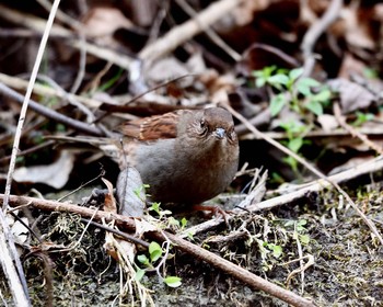 Japanese Accentor Unknown Spots Sat, 12/31/2016