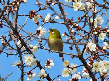 2021年2月11日(木) 金ヶ崎公園(明石市)の野鳥観察記録