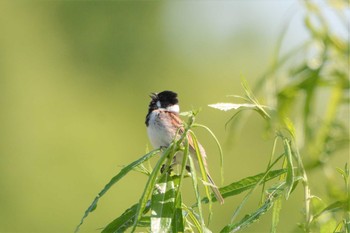 オオジュリン 茨戸川緑地 2020年6月13日(土)