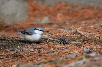 ゴジュウカラ 円山公園 2020年3月29日(日)