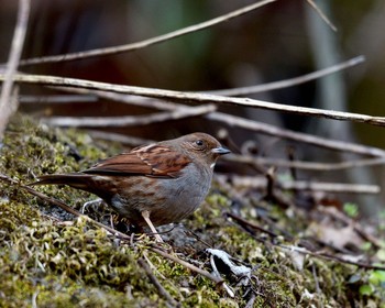 Japanese Accentor Unknown Spots Sat, 12/31/2016