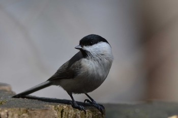 ハシブトガラ 円山公園 2020年3月28日(土)