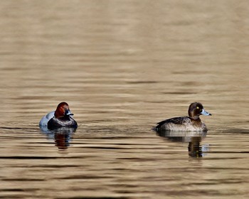 Common Pochard Unknown Spots Thu, 12/29/2016