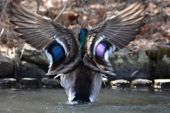 マガモ 円山公園 2020年3月28日(土)