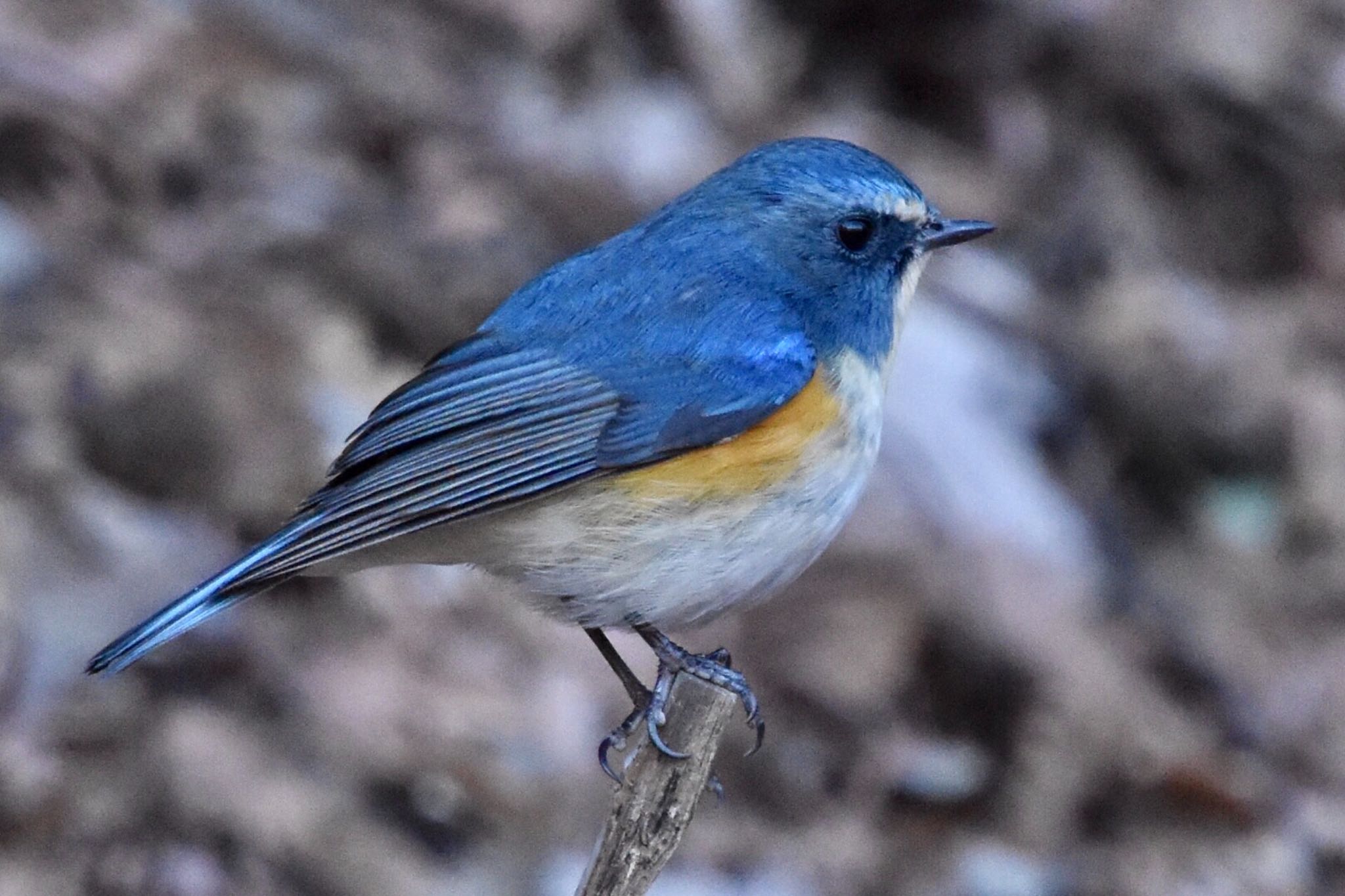 Photo of Red-flanked Bluetail at Machida Yakushiike Park by 遼太