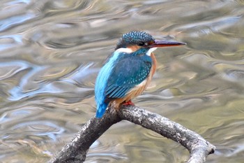 Common Kingfisher 練馬区 Tue, 2/2/2021