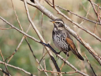 Dusky Thrush 引地川親水公園 Tue, 2/9/2021