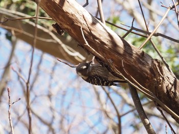 Japanese Pygmy Woodpecker 引地川親水公園 Tue, 2/9/2021