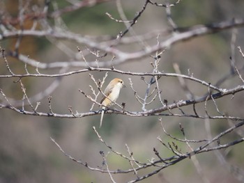 Bull-headed Shrike 引地川親水公園 Tue, 2/9/2021