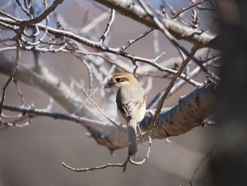 Bull-headed Shrike 引地川親水公園 Tue, 2/9/2021