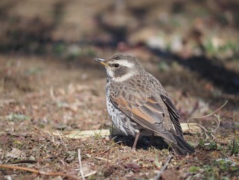 Dusky Thrush 引地川親水公園 Tue, 2/9/2021