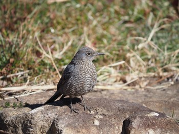 Blue Rock Thrush 引地川親水公園 Tue, 2/9/2021