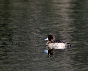 Common Pochard Unknown Spots Thu, 12/29/2016