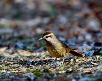 White-browed Laughingthrush Unknown Spots Thu, 12/29/2016