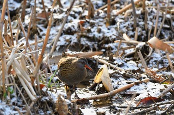 Brown-cheeked Rail 京都府 Sat, 1/30/2021