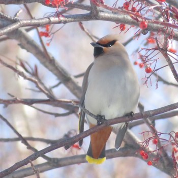 2021年2月12日(金) 真駒内公園の野鳥観察記録