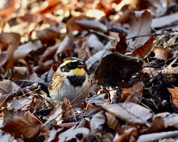 Yellow-throated Bunting Unknown Spots Thu, 12/29/2016