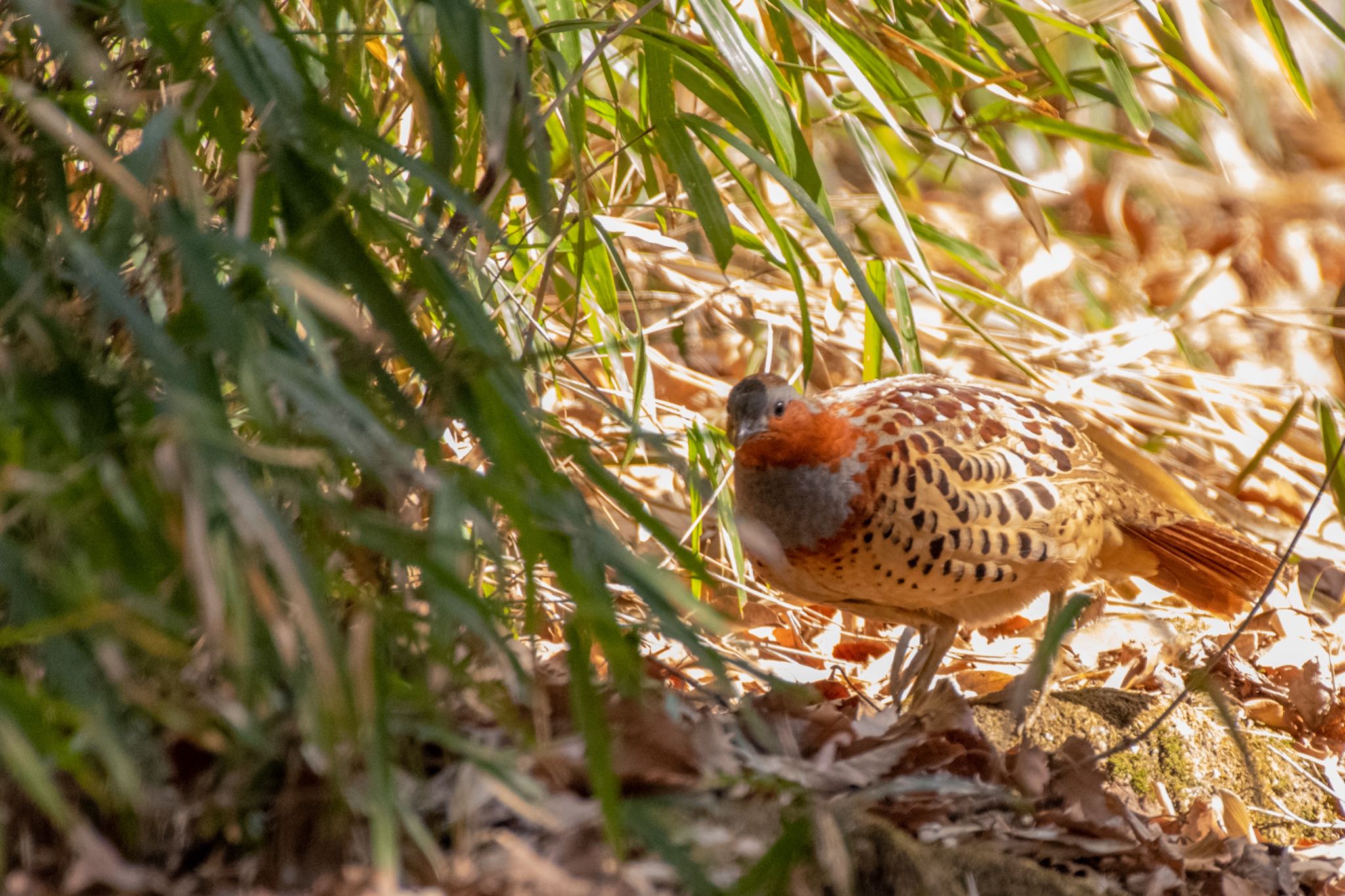 東京都立桜ヶ丘公園(聖蹟桜ヶ丘) コジュケイの写真 by Marco Birds