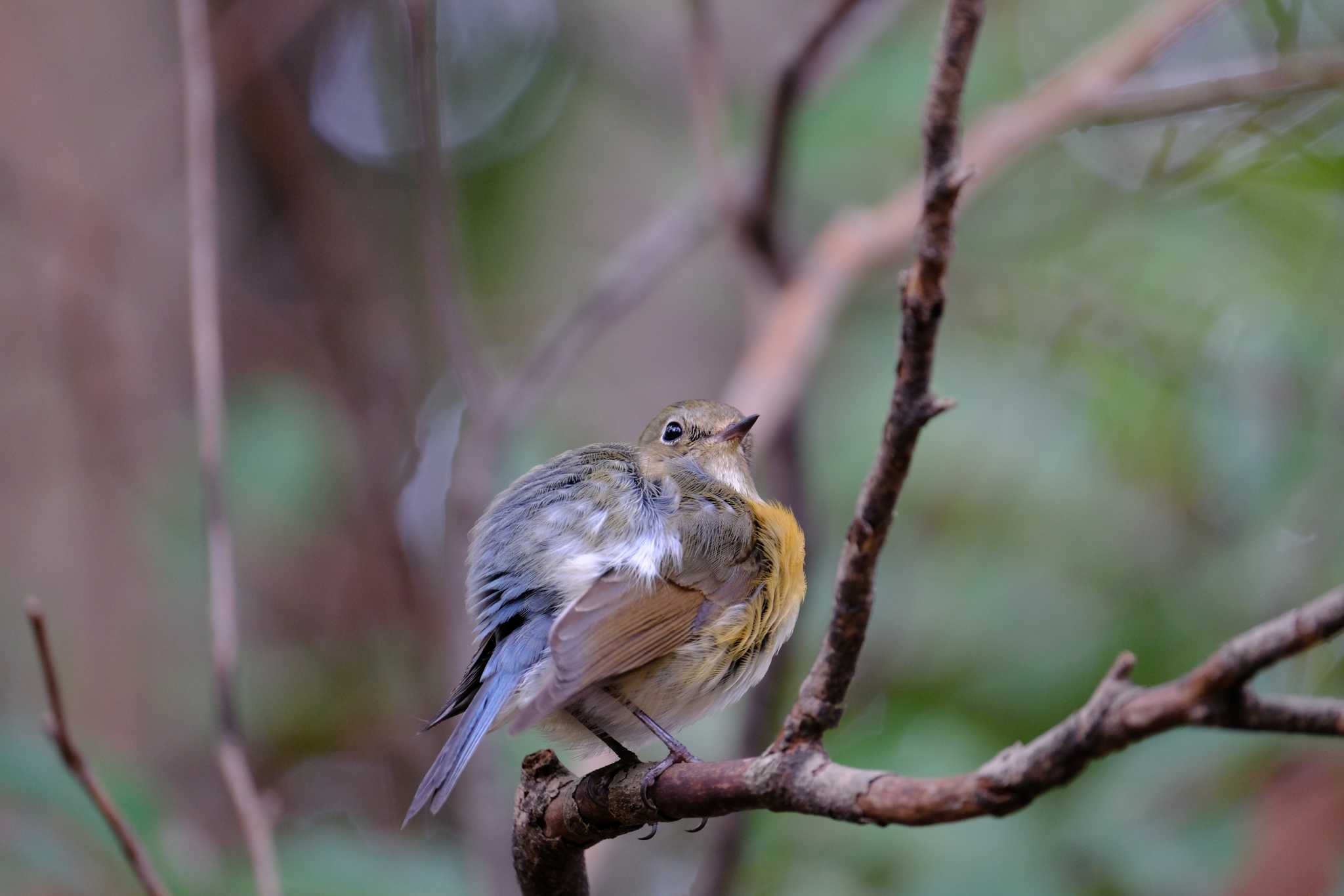 Photo of Red-flanked Bluetail at 東京都 by toru