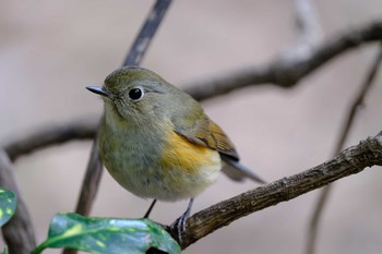 Red-flanked Bluetail 東京都 Fri, 2/12/2021