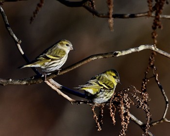 Eurasian Siskin Unknown Spots Wed, 12/28/2016