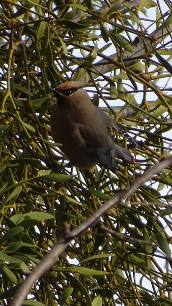 Japanese Waxwing 黒川清流公園 Fri, 2/12/2021