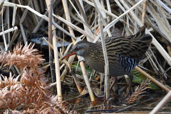 Brown-cheeked Rail 京都府 Sat, 1/30/2021