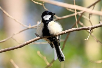 Japanese Tit Kyoto Gyoen Thu, 2/11/2021