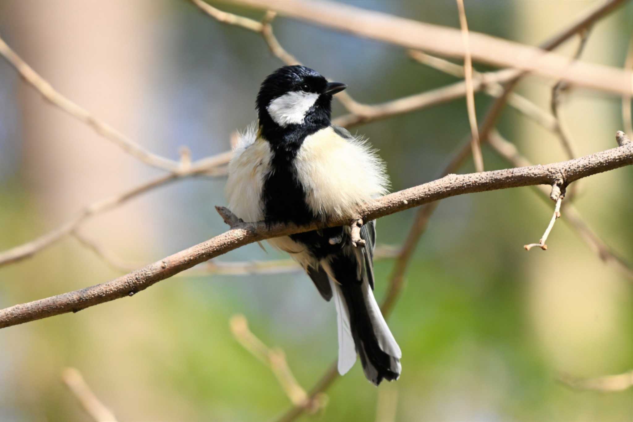 Photo of Japanese Tit at Kyoto Gyoen by Taro's Photo