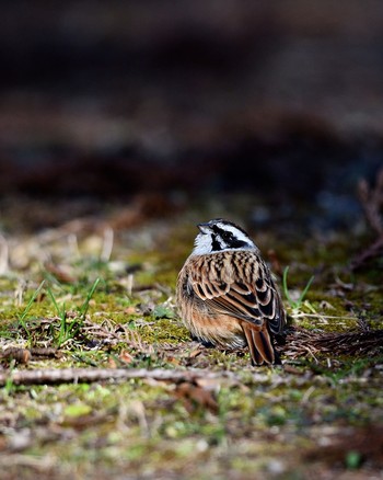 Meadow Bunting Unknown Spots Wed, 12/28/2016
