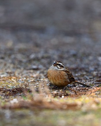 Meadow Bunting Unknown Spots Wed, 12/28/2016