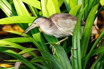 ヨシゴイ シンガポール植物園 2021年2月12日(金)