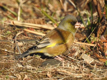 2021年2月7日(日) 芝川の野鳥観察記録