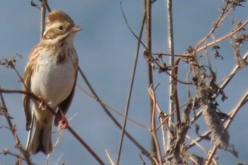 Rustic Bunting 岡山旭川 Thu, 2/11/2021