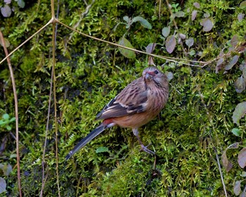 Siberian Long-tailed Rosefinch Unknown Spots Sat, 12/31/2016