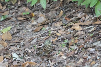 アオジ 万博公園 2021年2月12日(金)