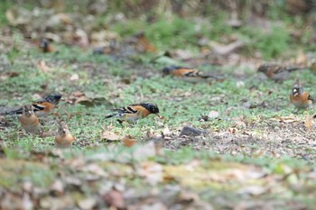 アトリ 万博公園 2021年2月12日(金)