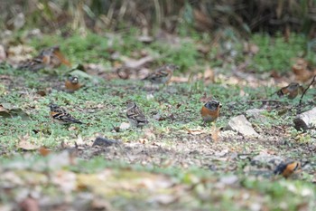 アトリ 万博公園 2021年2月12日(金)