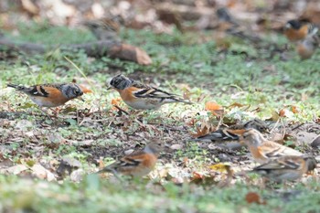 アトリ 万博公園 2021年2月12日(金)